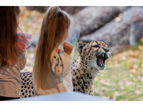 „Gyvūnai laukia lankytojų“: po rekonstrukcijos atidaromas Lietuvos zoologijos sodas Kaune